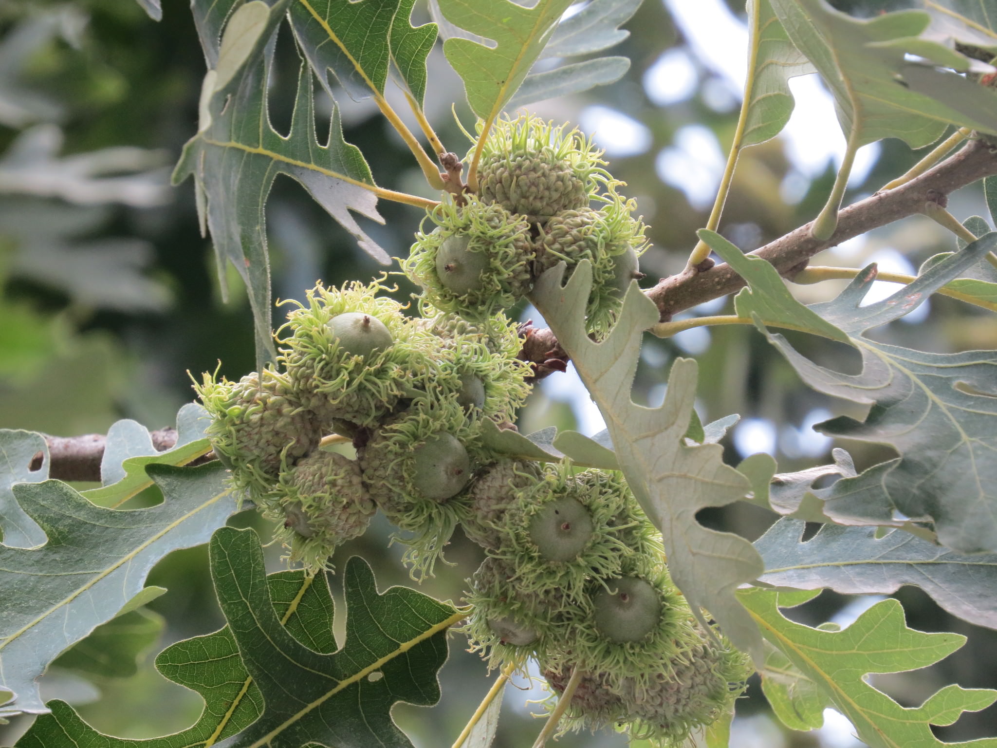 Quercus macrocarpa